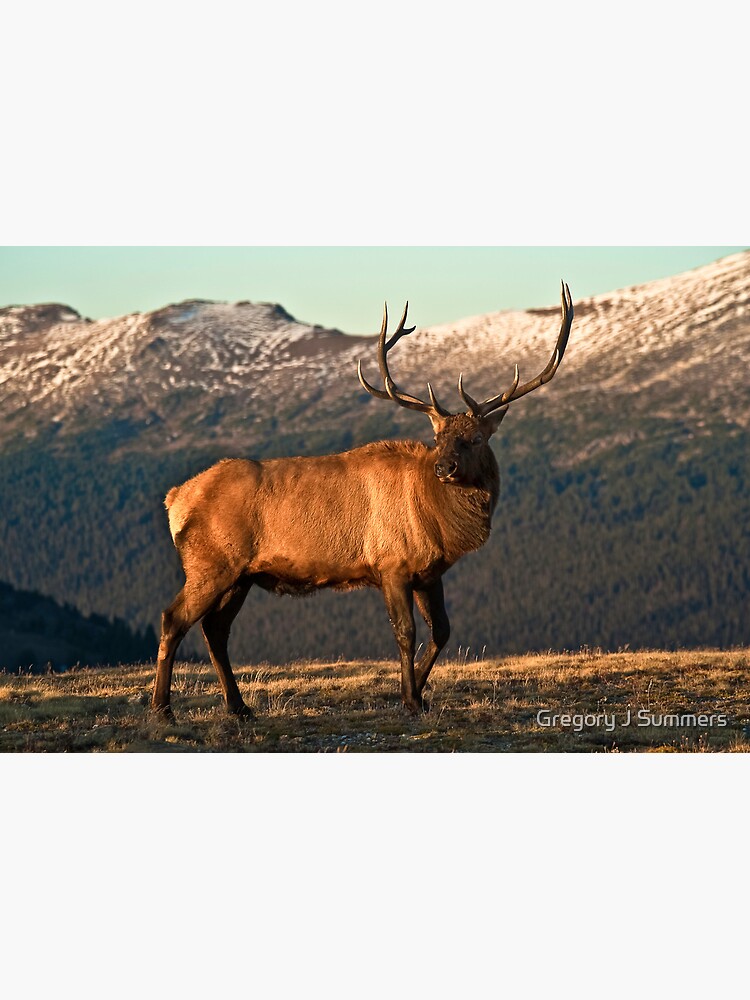 Bull Elk In The Colorado Tundra by nikongreg