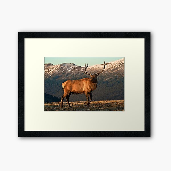 Bull Elk In The Colorado Tundra Framed Art Print
