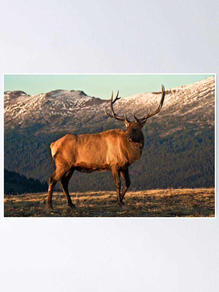 Alternate view of Bull Elk In The Colorado Tundra Poster