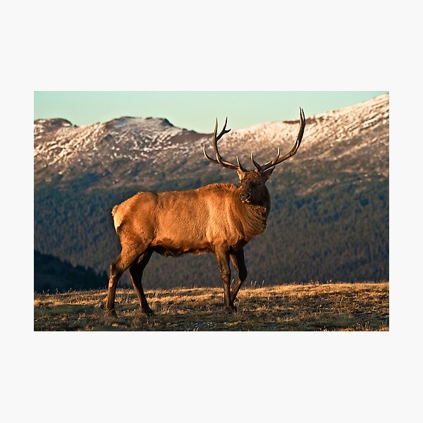 Bull Elk In The Colorado Tundra Photographic Print