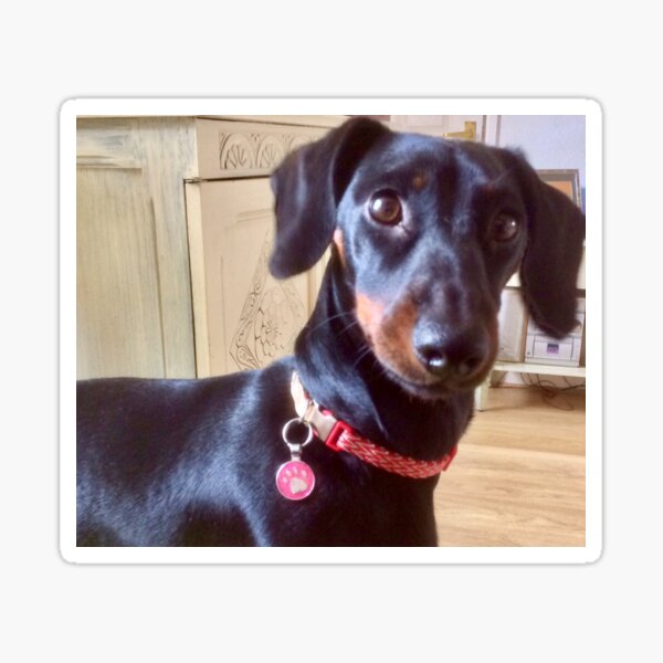 Item preview, Inquisitive Layla moment  designed and sold by Angela Haig-Harrison.