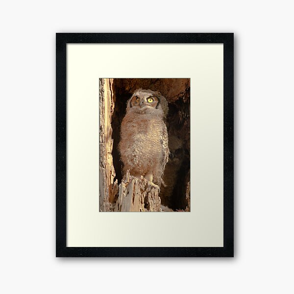 Baby Great Horned Owl Framed Art Print