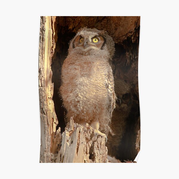Baby Great Horned Owl Poster