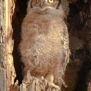 Artwork thumbnail, Baby Great Horned Owl by nikongreg