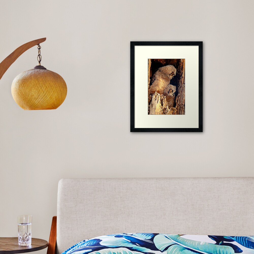 Great Horned Owl Baby Brothers Framed Art Print