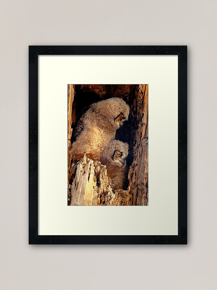 Alternate view of Great Horned Owl Baby Brothers Framed Art Print