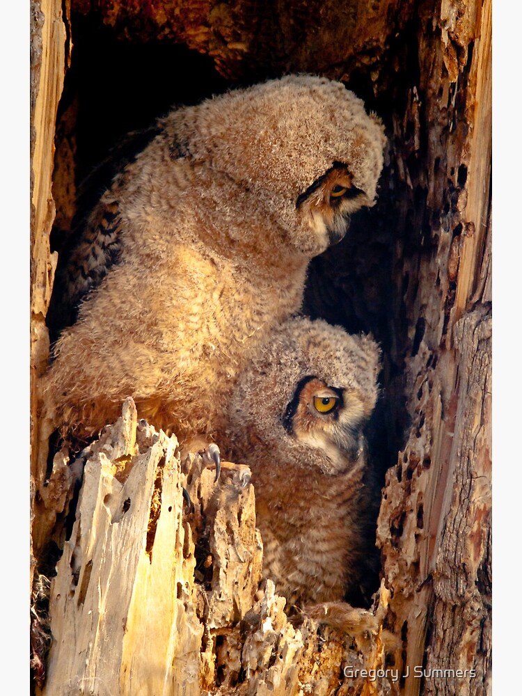 Great Horned Owl Baby Brothers by nikongreg