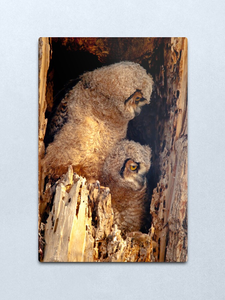 Alternate view of Great Horned Owl Baby Brothers Metal Print