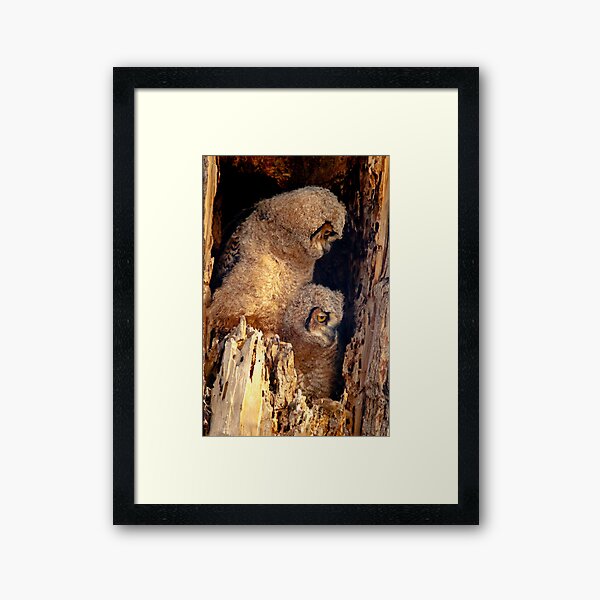 Great Horned Owl Baby Brothers Framed Art Print