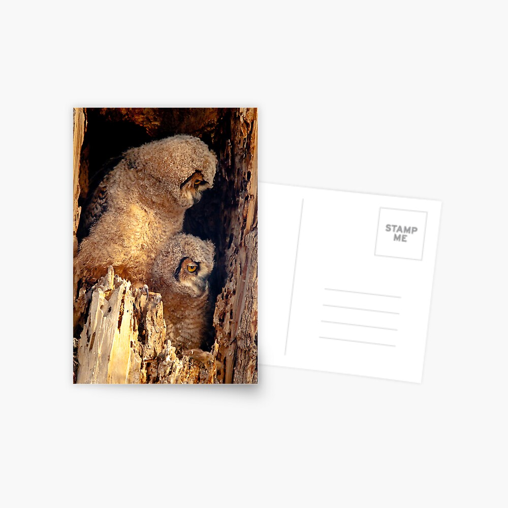 Item preview, Postcard designed and sold by nikongreg.