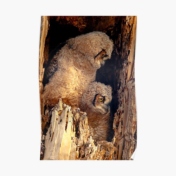 Great Horned Owl Baby Brothers Poster