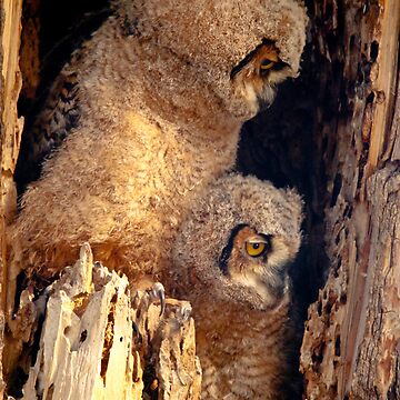 Artwork thumbnail, Great Horned Owl Baby Brothers by Gregory J Summers