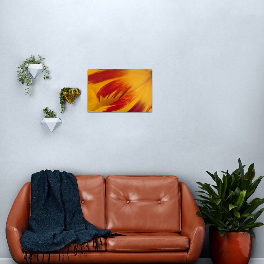 Tulip Caresses Metal Print