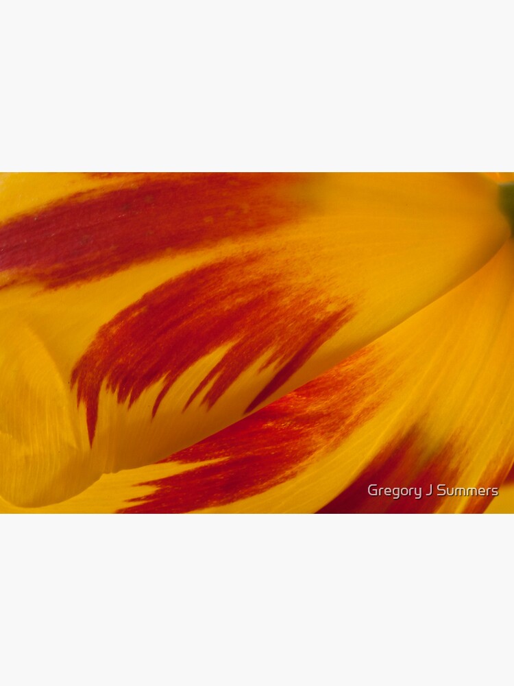 Tulip Caresses by nikongreg