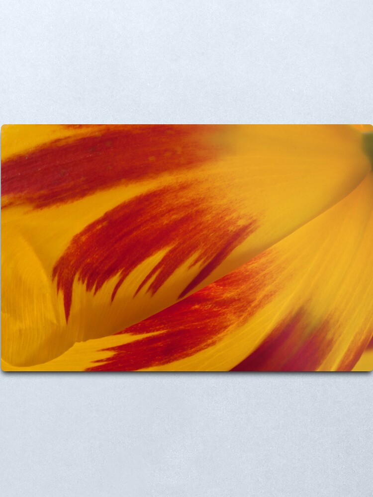 Alternate view of Tulip Caresses Metal Print