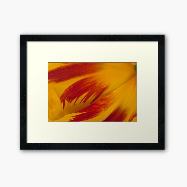 Tulip Caresses Framed Art Print