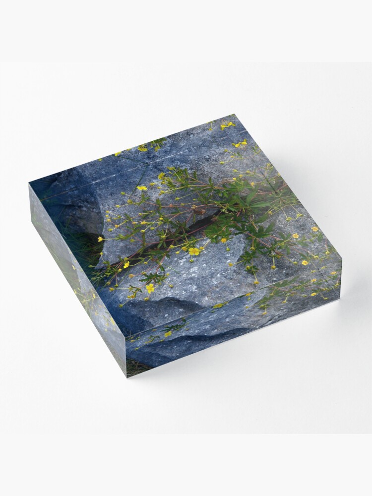 Alternate view of Tormentil, Dun Aengus, Inishmore, Aran Islands Acrylic Block