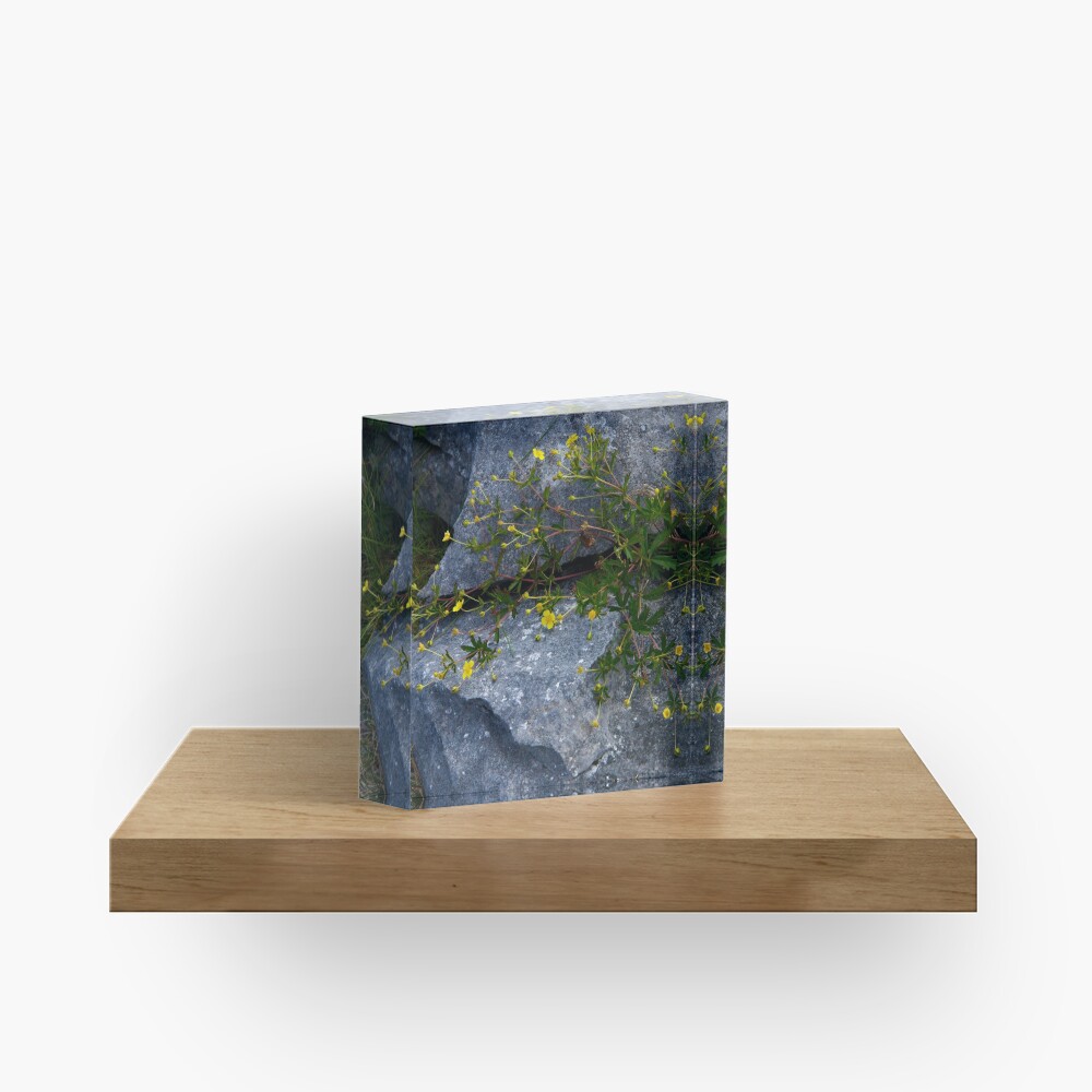 Tormentil, Dun Aengus, Inishmore, Aran Islands Acrylic Block