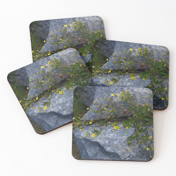 Tormentil, Dun Aengus, Inishmore, Aran Islands Coasters (Set of 4)