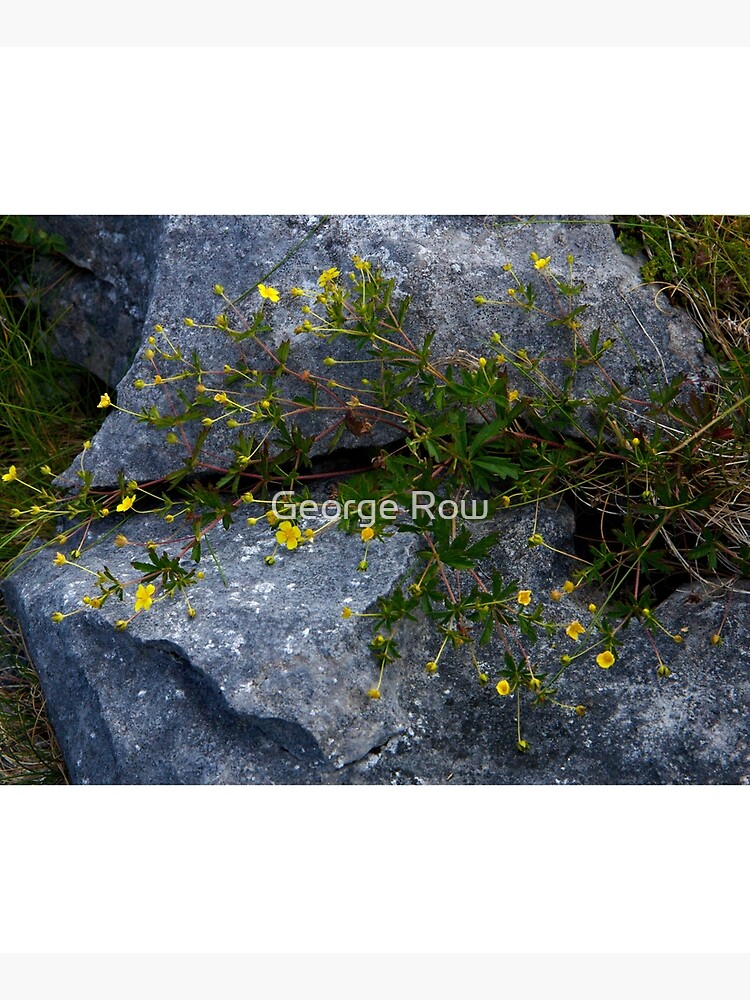 Tormentil, Dun Aengus, Inishmore, Aran Islands by VeryIreland