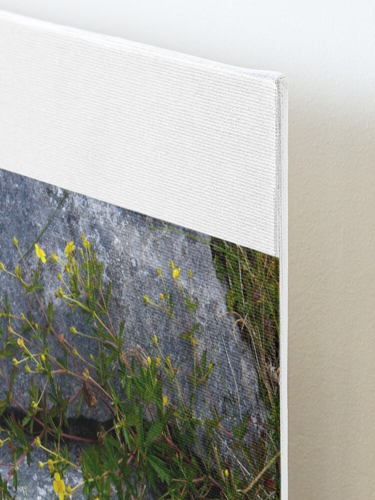 Alternate view of Tormentil, Dun Aengus, Inishmore, Aran Islands Mounted Print