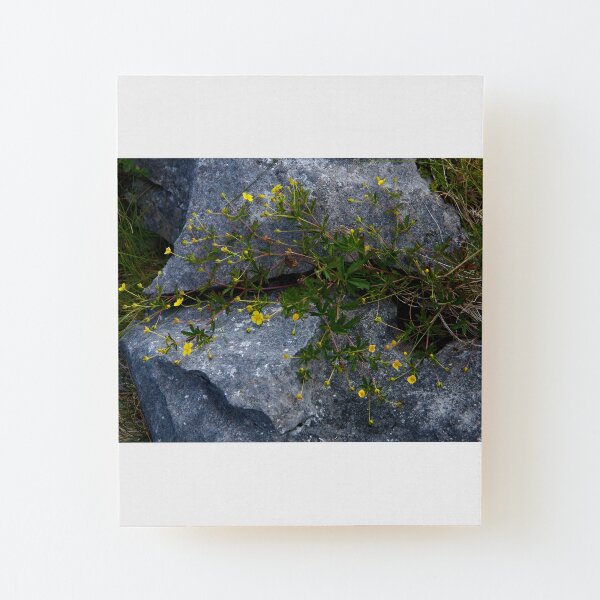 Tormentil, Dun Aengus, Inishmore, Aran Islands Wood Mounted Print