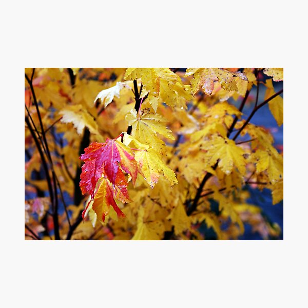 Colours Of Fall Photographic Print