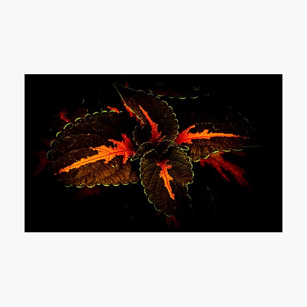 Shadow Green Leaves Photographic Print