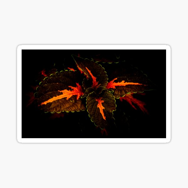 Shadow Green Leaves Sticker