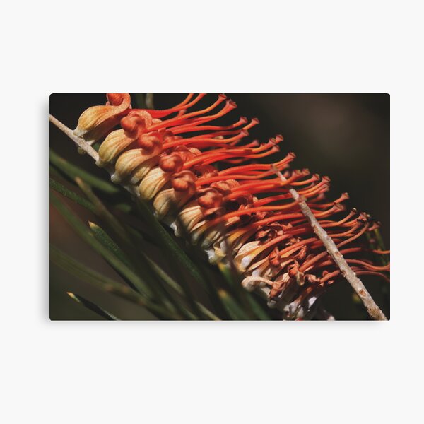 Item preview, Grevillea Baxteri designed and sold by andrachne.