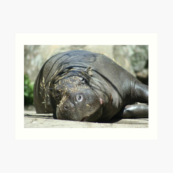Hippo Nap Time Art Print
