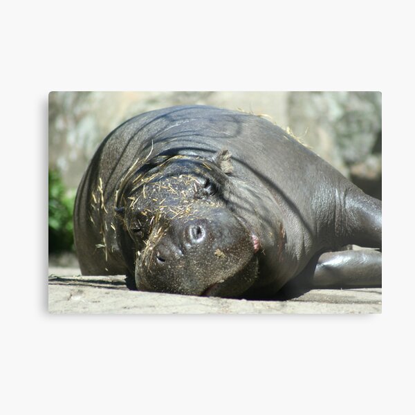 Hippo Nap Time Metal Print
