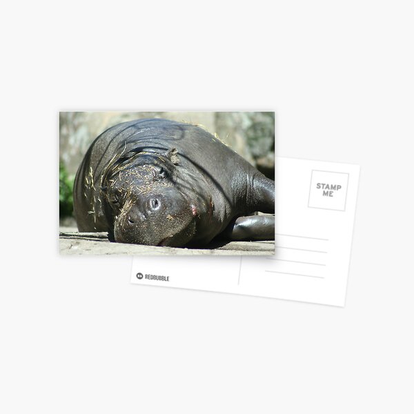 Hippo Nap Time Postcard