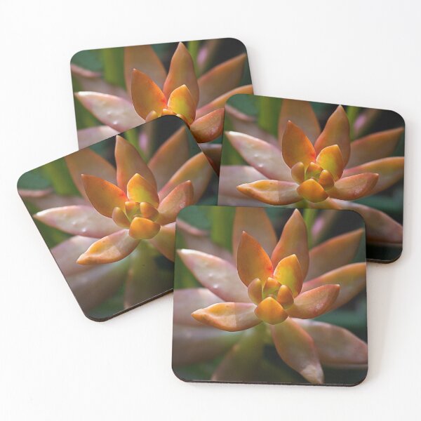 Item preview, Blazing Succulents designed and sold by KbytesOfJax Outdoor and Nature.