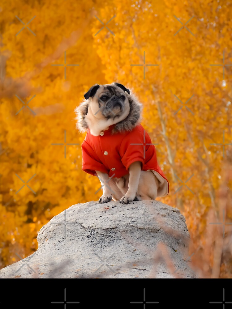 Majestic pug hot sale