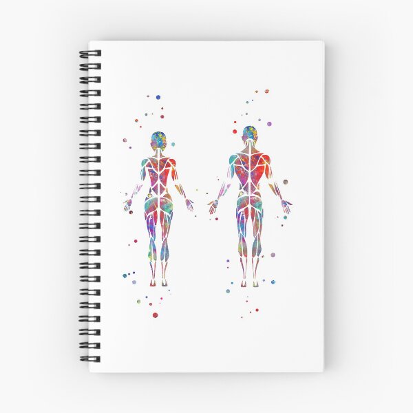 Item preview, Muscular System, human body, human muscles,  female body, man body designed and sold by Rosaliartbook.
