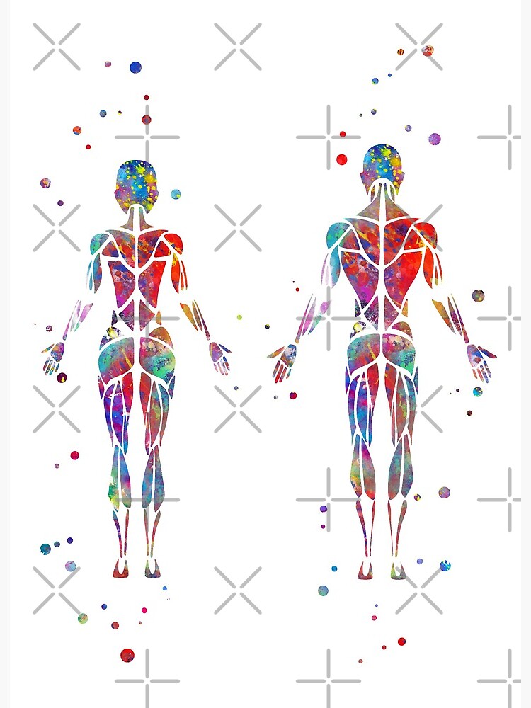 Female body human anatomy skeletal and muscular Vector Image