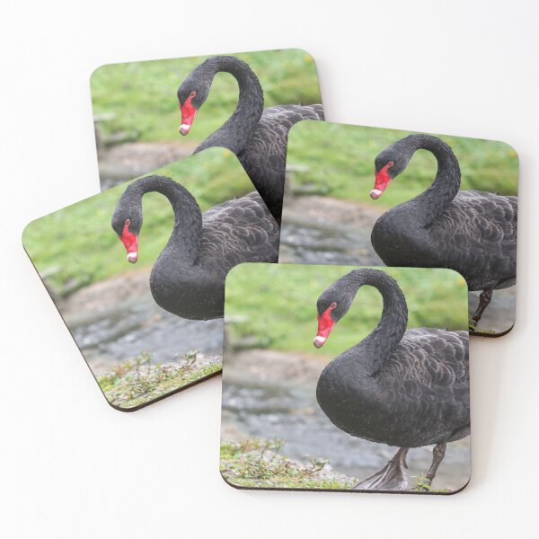 Item preview, Black swan designed and sold by GreyFeatherPhot.