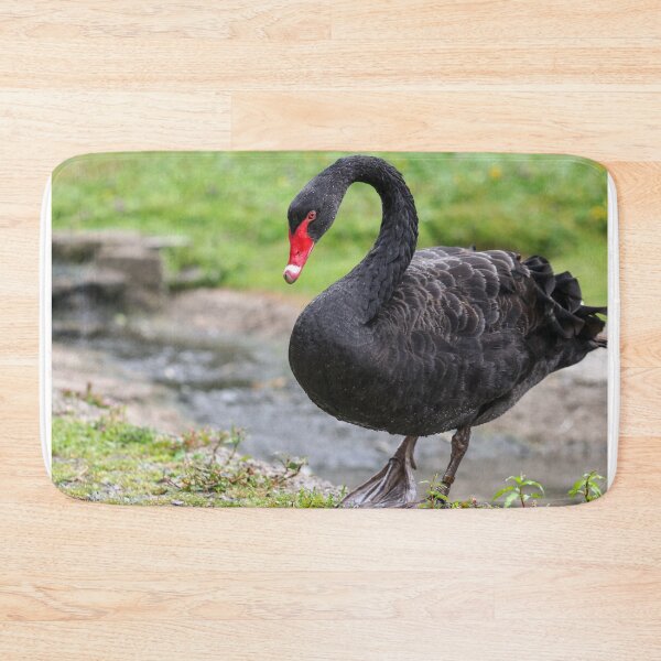 Item preview, Black swan designed and sold by GreyFeatherPhot.