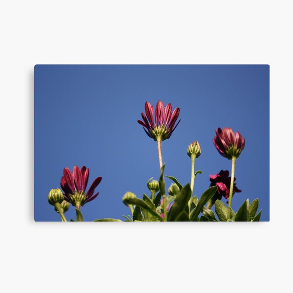 Reaching for the Sky Canvas Print