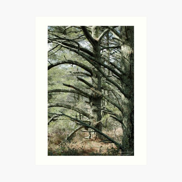 Mossy Trees Art Print