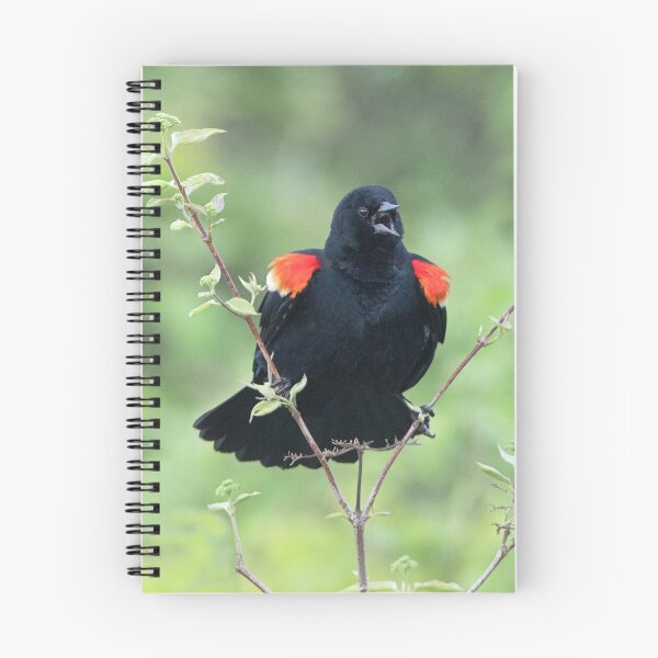 Item preview, Red-Winged Black Bird Singing designed and sold by WorldDesign.