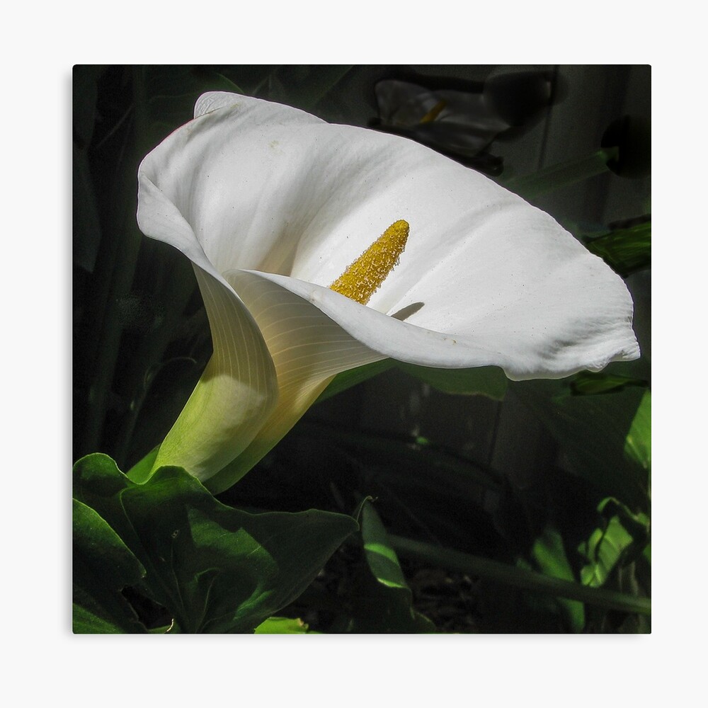 Lámina fotográfica «Lirio de Arum» de DPalmer | Redbubble Lámina fotográfica «Lirio de Arum» de DPalmer | Redbubble