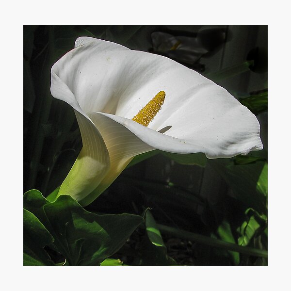 Arum lily Photographic Print