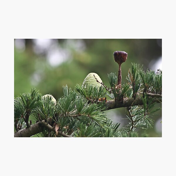 Item preview, The White Pine Cone designed and sold by Marylou Badeaux.