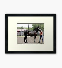 Gorgeous Percheron Mare Framed Print