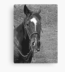 Classic Pony Metal Print