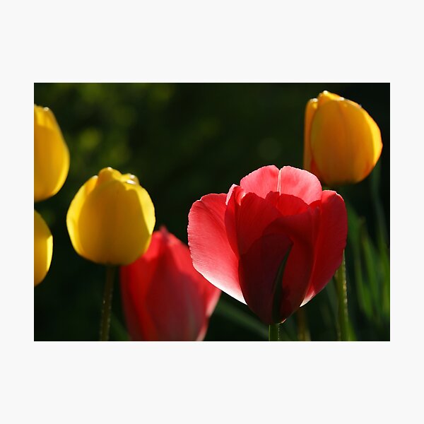 Item preview, Tulips against the light at "Oaklands" designed and sold by Ian Midwinter.