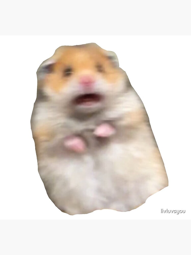 Scared hamster meme: Where did it actually come from and is it real?