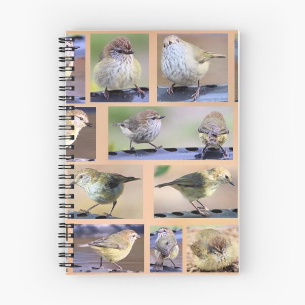 Item preview, Striated Thornbills (Acanthiza lineata) at birdbath, South Australia designed and sold by NanaRusty.